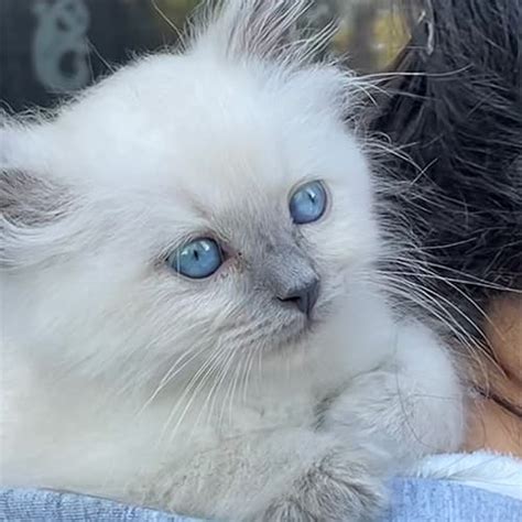Blue Point Ragdoll Kittens For Sale Midwest Ragdolls
