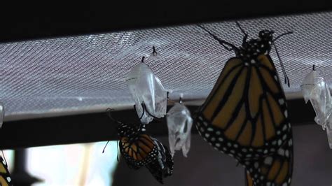 Pupa To Butterfly Monarch 2015 Youtube