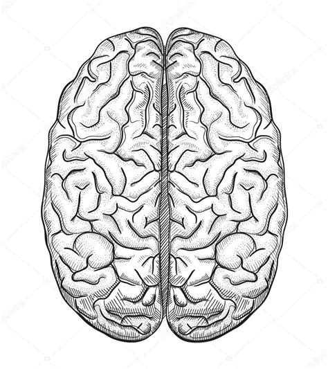 Illustration Medical Brain Human Brain Medical Illustration — Stock