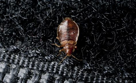 Unusual Bed Bug Hiding Places A1 Exterminators
