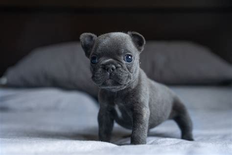 How To Prepare For Your New French Bulldog Puppy