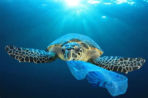 A Senior Fisheries Officer Speaks On Plastic Pollution And