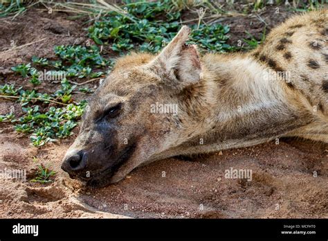 Spotted Hyena Hyena High Resolution Stock Photography And Images Alamy