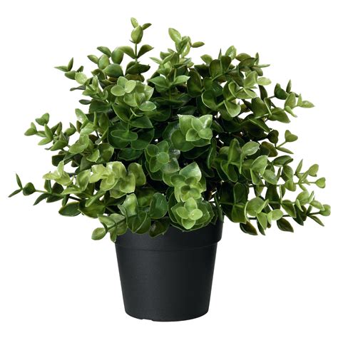 Potted Plants Png Top View