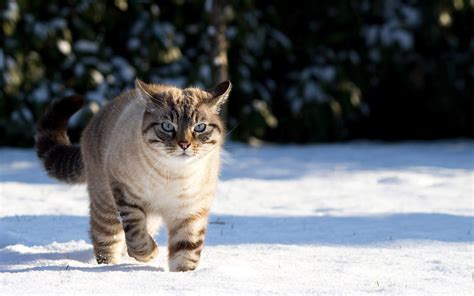 44 Cats In Snow Wallpaper