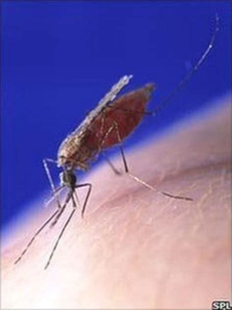 Parasites Struggle For Survival Makes Malaria Deadly Bbc News