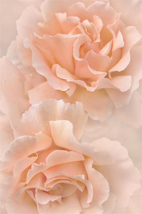 Peach Rose Flowers Bouquet Photograph By Jennie Marie Schell Pixels