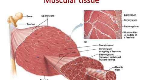 Muscular tissue: skeletal, smooth and cardiac muscle