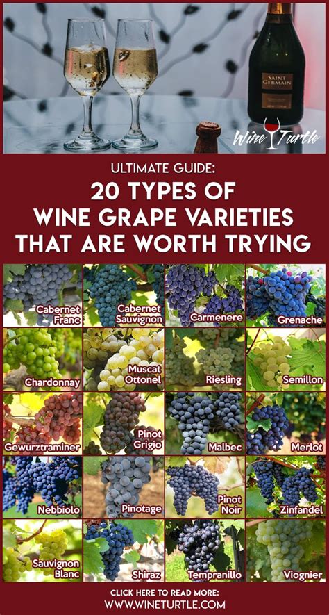 Explaining The 20 Most Popular Grape Varieties Wine Knowledge Grapes