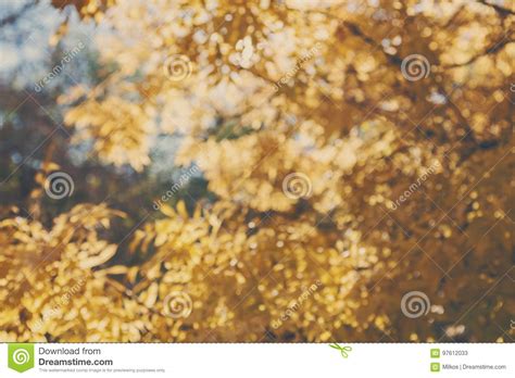 Autumn Yellow Leaves Blurred Background Stock Image Image Of