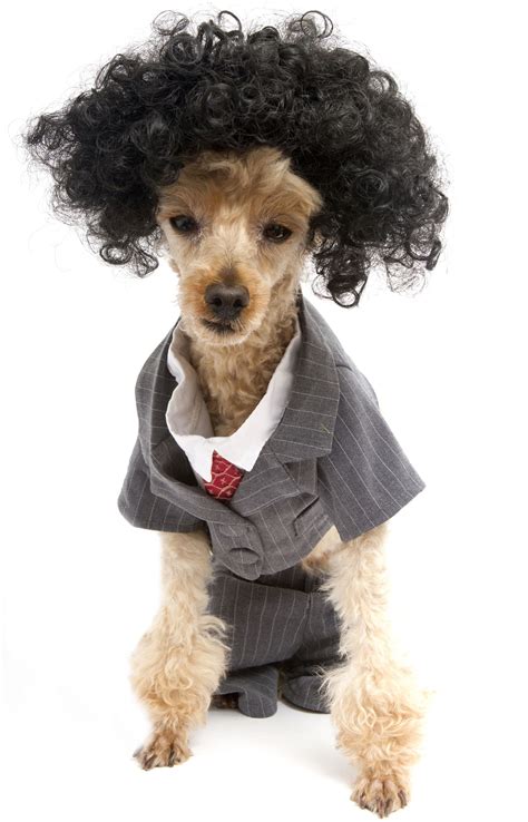 Welcome to my article which is nothing more than a list of dog breeds which are famed for having beautiful short red hair. A List of the Best Small Dog Breeds With Cute Pictures