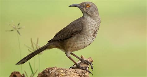 Curve Billed Thrasher Identification All About Birds Cornell Lab Of
