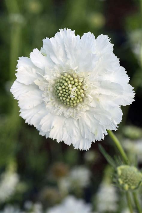 Scabiosa Caucasica Fama White Green And Gorgeous Flowers