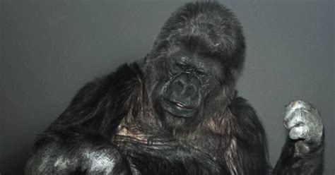 Koko The Gorilla Probably Doesnt Understand Climate Change Huffpost