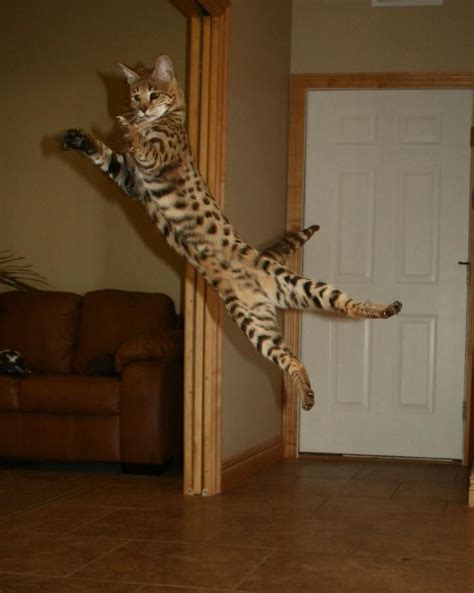 I have been breeding savannah cats for years. F2 Savannah Cat Breed | Select Exotics - Savannah Cats
