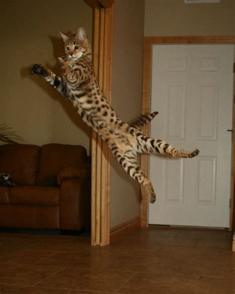 The other f6 male weighs 14 pounds. F2 Savannah Cat Breed | Select Exotics - Savannah Cats
