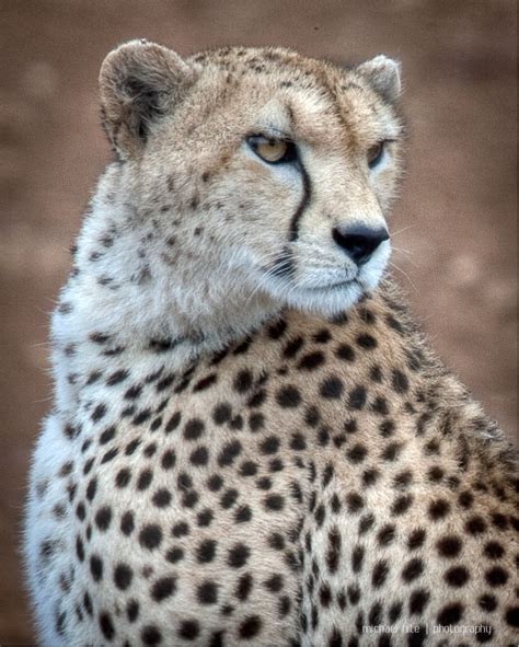 Cheetah Portrait My Favorite Image Wildlife Portrait