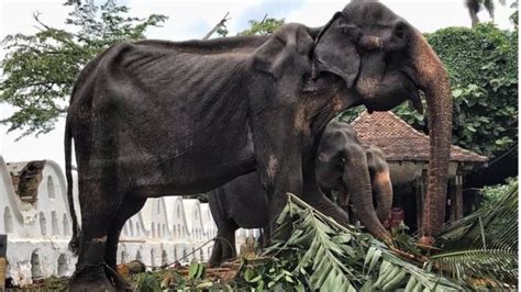 Gajah Kurus Kering Harus Bekerja Setiap Malam Di Festival Dan