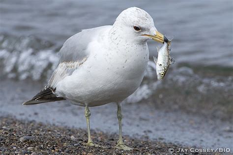 Immature Ring Billed Gull With Fish B0444 Point Pelee NP Flickr