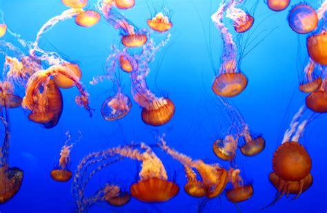 Jellyfish The Biggest Animals Kingdom