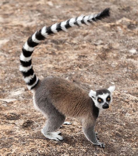 Lemur Students Britannica Kids Homework Help