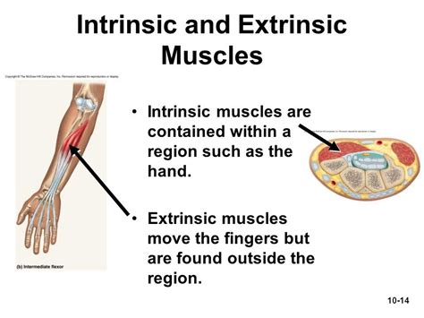 Extrinsic Muscles Related Keywords Extrinsic Muscles Long Tail Keywords