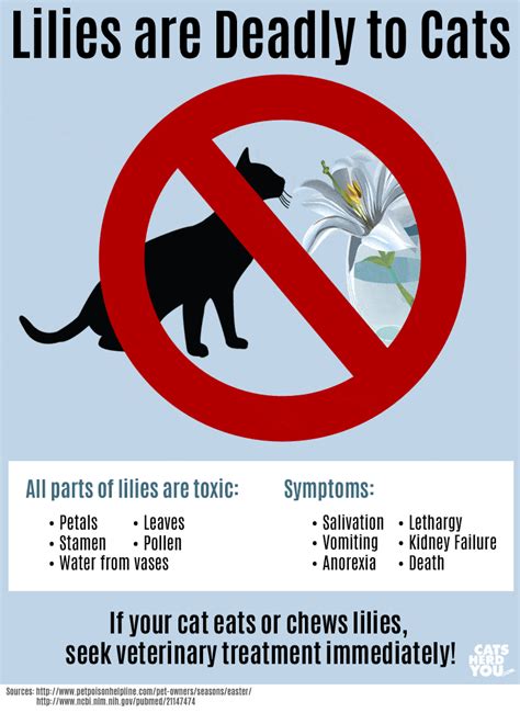 Lilies Are Toxic To Cats Cats Herd You
