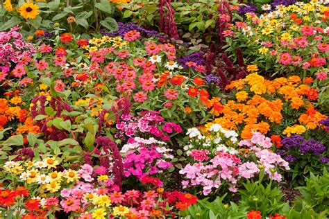 Marigold Care Companion Plants More Kellogg Garden Organics