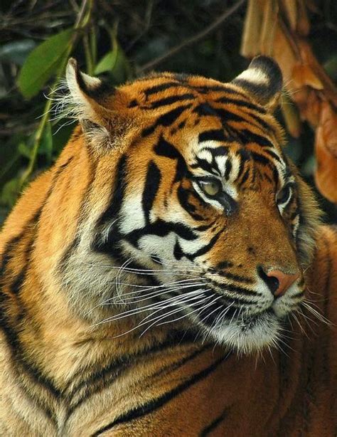 10 Of The Worlds Most Famous Zoos Animals Beautiful Animals Wild Cats