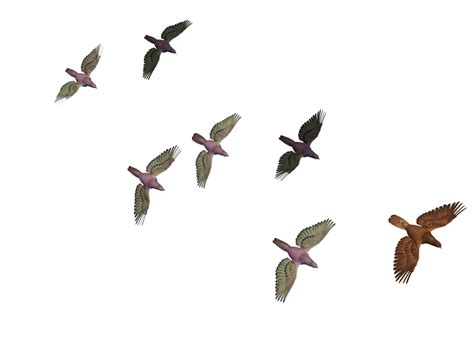 Bird Flight Columbidae Goose Flying Birds Png Download 1024768