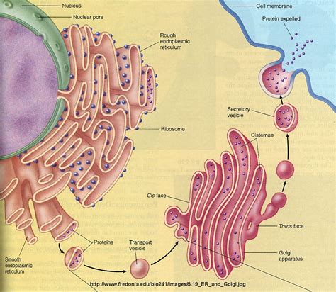 Apr 04, 2017 · the golgi apparatus, also called the golgi complex or golgi body, receives proteins from the er and folds, sorts, and packages these proteins into vesicles. BIOLOJOY: THE CELL