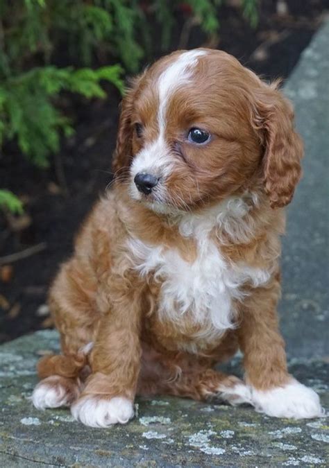 Find cavapoo puppies for sale with pictures from reputable cavapoo breeders. Mini Cavapoo Puppies For Sale Near Me