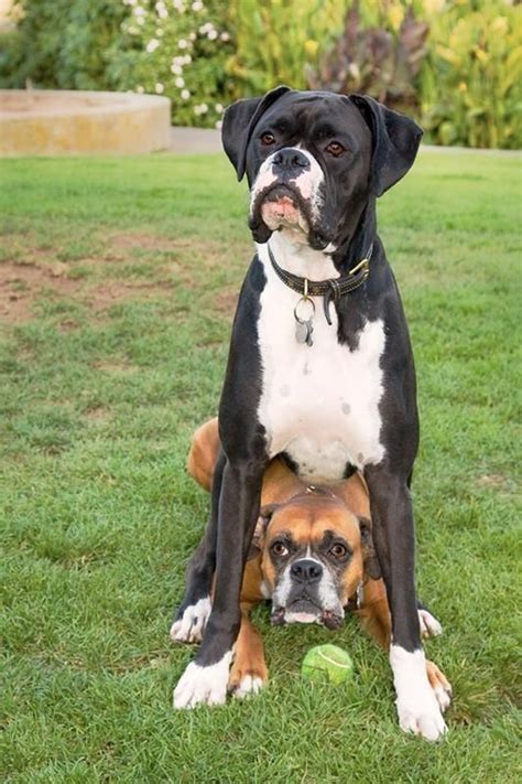 16 Best Boxergreat Dane Mix Images On Pinterest Dane Mix Boxers And