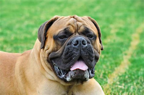 Bull dog price in india in all states with contact no price in india. English Mastiff Dog Price In India | Appearance and ...