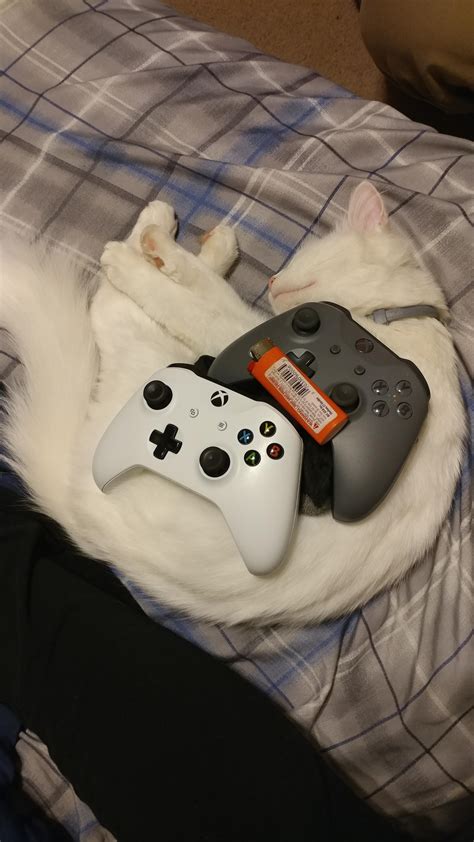 Xbox Cat Rstuffoncats