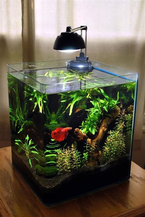 Gallon Fish Tank Ideas Tank It Up Betta Fish Tank Betta Aquarium