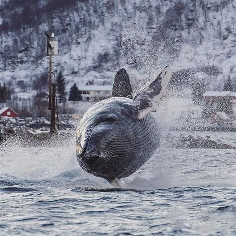 Humpback Whale Jumping Out Of The Water Norway Photography By ©karl