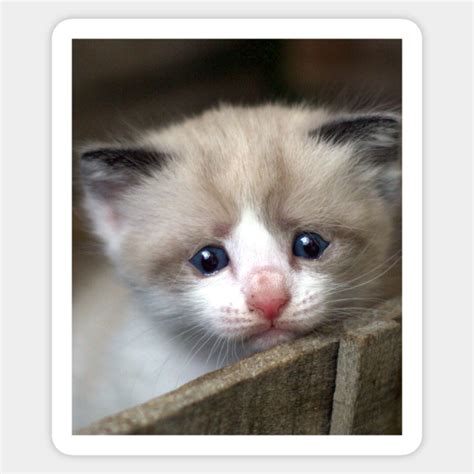 sad cat crying cat cute meme sad cat crying cat cute meme sticker teepublic