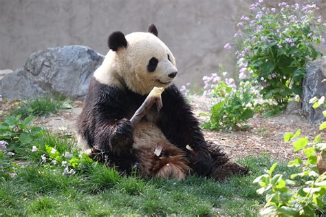 Panda House Beijing Zoo China