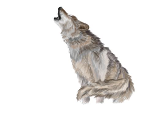 Wolf Png