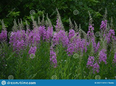 Bright Pink Spiked Flowers Of Fireweed Willow Herb Chamaenerion