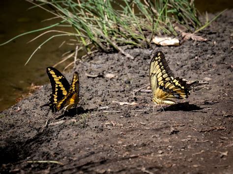 Pair Of Yellow And Black Butterflies In Mating Dance Stock Image