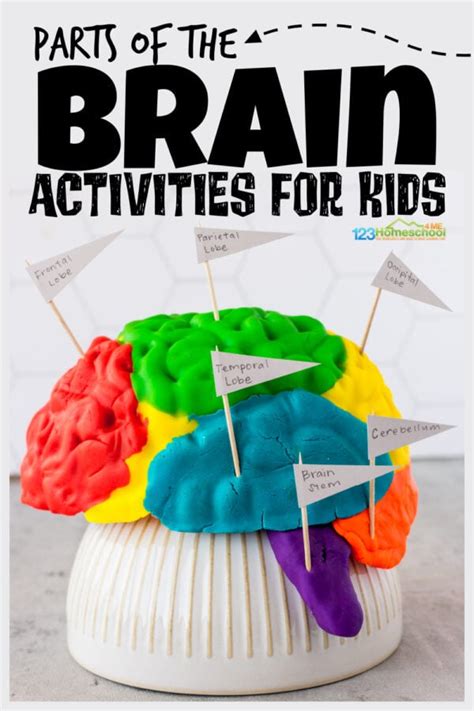 Parts Of The Brain Activity For Kids Brain Diagram And Worksheets For