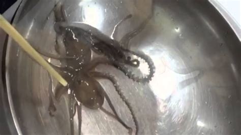 Korean Girl Eats A Live Octopus 세발낙지 먹는다고 욕먹는 한국여자가 나다 Youtube