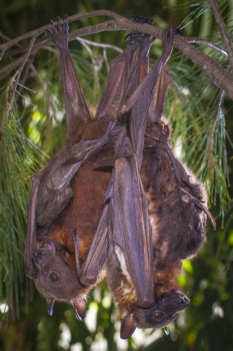 Who’s Who Bangu How To Tell The Difference Between Flying Fox Bats The Australian Museum