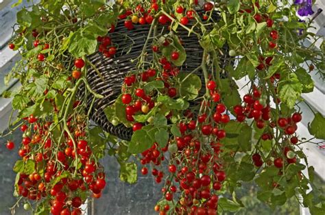 Hanging Basket Tomatoes 8 Best Varieties And How To Grow Them Tomato Bible