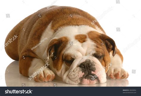 English Bulldog Sleeping Isolated On White Background Stock Photo