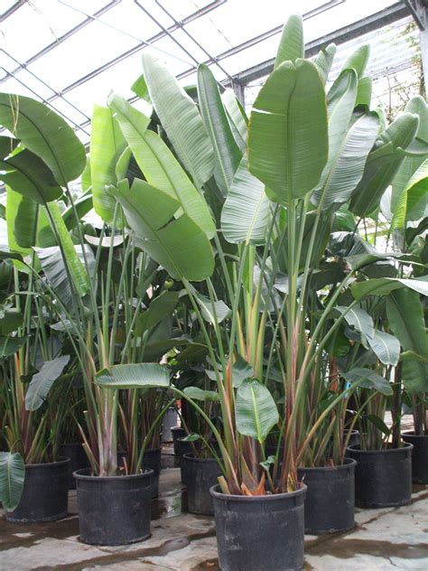 Tall Tropical Outdoor Plants An Essential Guide For 2023