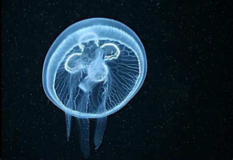 What Eats Jellyfish In The Coral Reef All Five Oceans