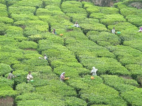 Free for commercial use no attribution required high quality images. 5 Beautiful Photos of Munnar Tea Plantations